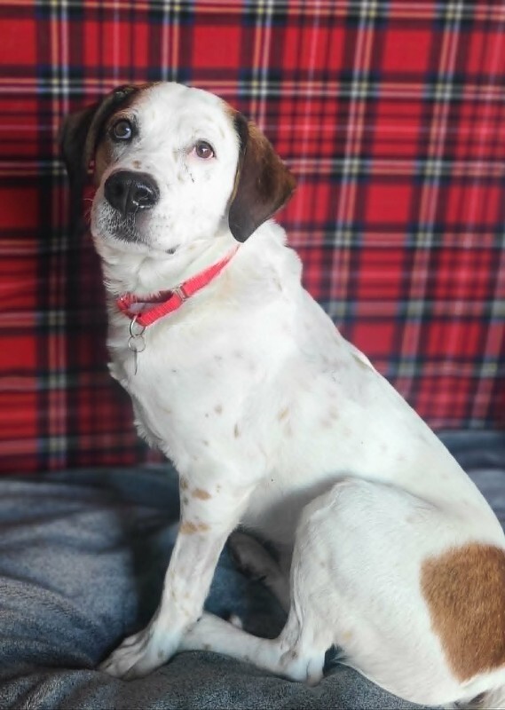 Picture of the Animal Listed